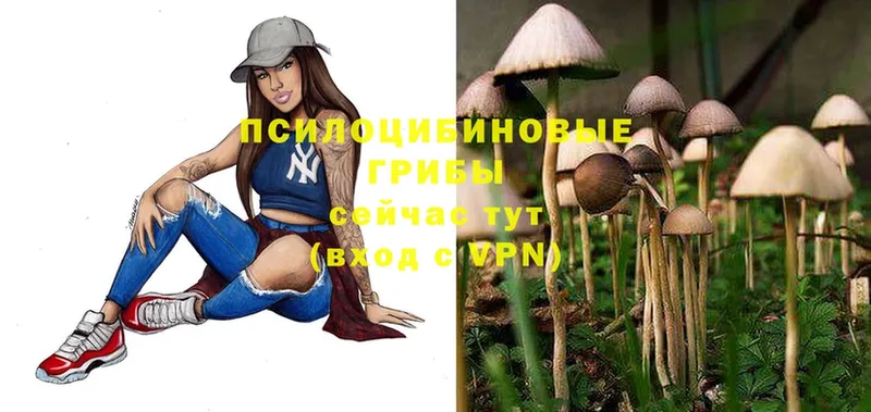 Галлюциногенные грибы Cubensis  закладка  Серафимович 